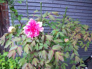2012/4/17　一輪咲いて、つぼみ3つの状態。