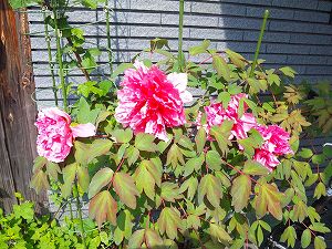 2012/4/18  ほぼ満開よ～♪