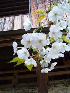 桜井神社の桜。ソメイヨシノじゃなさそう。