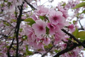 サヨナラ、今年の桜よ〜