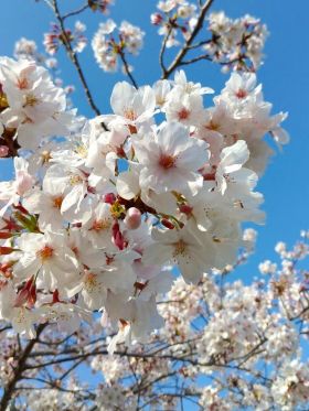 まだまだ桜もきれいかよ～