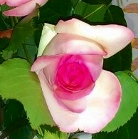 うつくしい薔薇の花
